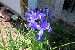 Iris-004.JPG