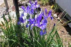 Iris-005.JPG