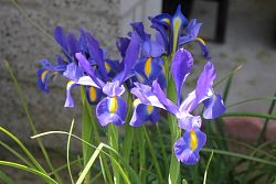 Iris-007.JPG