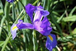 Iris-011.JPG