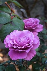 Rose-002.JPG