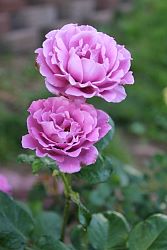 Rose-003.JPG