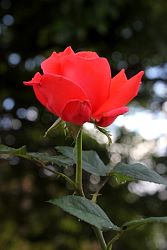 Rose-004.JPG