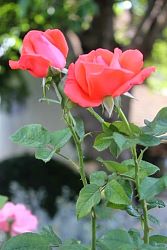 Rose-005.JPG