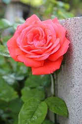 Rose-006.JPG