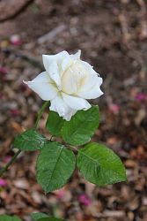 Rose-009.JPG