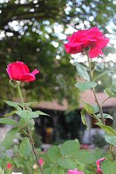 Rose-010.JPG