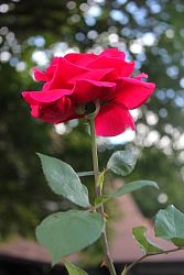 Rose-011.JPG