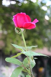 Rose-012.JPG