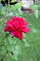 Rose-014.JPG