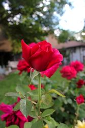 Rose-015.JPG