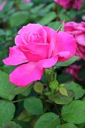 Rose-017.JPG