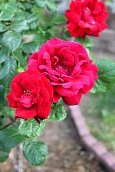 Rose-018.JPG