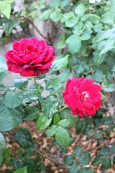 Rose-019.JPG