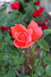 Rose-020.JPG