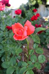 Rose-021.JPG