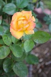 Rose-022.JPG