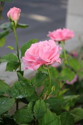 Rose-023.JPG