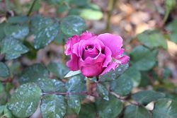 Rose-025.JPG