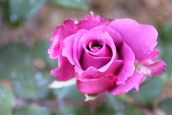 Rose-026.JPG