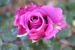 Rose-027.JPG