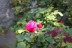 Rose-029.JPG