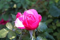 Rose-030.JPG