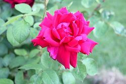 Rose-031.JPG