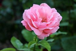 Rose-032.JPG