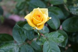 Rose-033.JPG