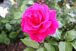 Rose-034.JPG