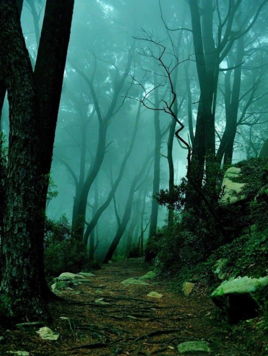 dark forests of skyrim