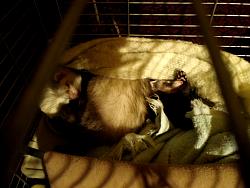 Ferrets_004.JPG