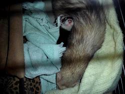 Ferrets_005.JPG