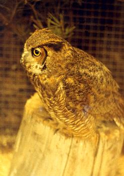 Owl001.jpg