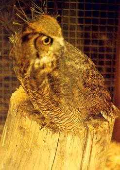 Owl004.jpg