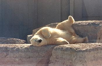 Polar_Bear001.jpg