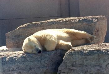 Polar_Bear002.jpg