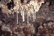 Snottites -- slimy, dripping stalactites
                          made of goo that contain bacteria in abundance
                          and beautiful microscopic gypsum crystal
                          formations